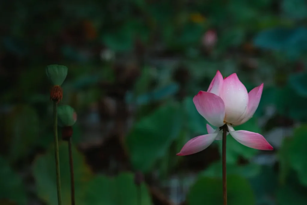 Hoa sen Hưng Yên